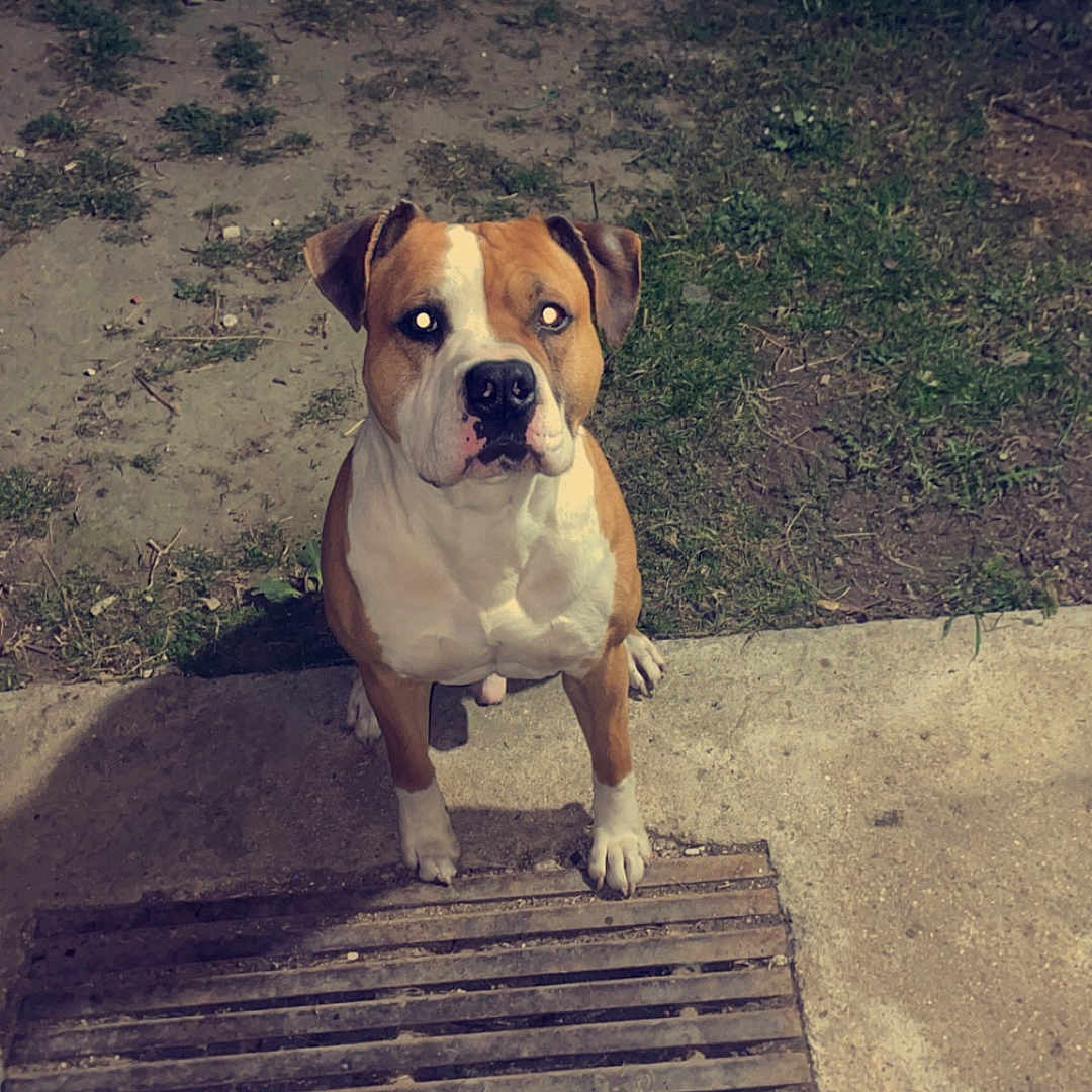 Millo a rejoint le concours — aidez-le/la à gagner de superbes lots ! animal, brown, canine, concrete, dog, ears, face, fence, flash, grass, grate, ground, looking, night, outdoor, paw, pet, sitting, white, yard