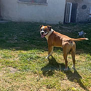 Millo a rejoint le concours — aidez-le/la à gagner de superbes lots ! dog, brown_dog, outdoor, grass, yard, sunlight, shadow, building, window, tongue_out, pet, animal, happy, daylight, mammal, canine, backyard, playful, nature, domestic_animal