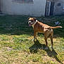 dog, brown_dog, outdoor, grass, yard, sunlight, shadow, building, window, tongue_out, pet, animal, happy, daylight, mammal, canine, backyard, playful, nature, domestic_animal