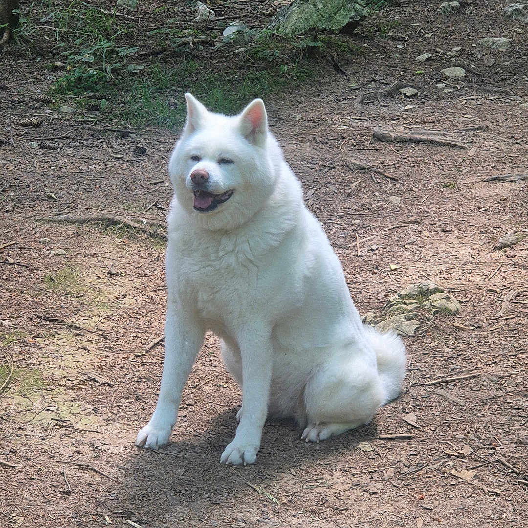 Oami participe au concours pour gagner de l'argent avec cette photo : dog, white_dog, sitting, forest, trail, nature, outdoor, sunlight, trees, rocks, canine, pet, animal, fur, happy, daylight, path, woodland, smiling, companion