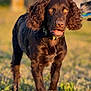 animal, brown_dog, canine, closeup, collar, curly_ears, daylight, dog, field, fur, grass, happy, muzzle, nature, outdoor, pet, playful, summer, sunlight, walking