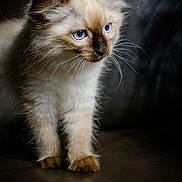 Biscotte participe au concours pour gagner de l'argent avec cette photo : kitten, cat, blue_eyes, fur, fluffy, pet, animal, whiskers, cute, portrait, young, domestic_cat, feline, indoor, closeup, curious, soft_light, dark_background, small, standing