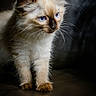 kitten, cat, blue_eyes, fur, fluffy, pet, animal, whiskers, cute, portrait, young, domestic_cat, feline, indoor, closeup, curious, soft_light, dark_background, small, standing
