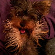 Fefe is registered to the contest to win money with this photo: dog, pet, small_dog, scruffy, long_fur, tongue_out, ears, close_up, portrait, purple_blanket, indoor, furry, brown_fur, black_fur, cute, blurry, low_light, open_mouth, companion, playful