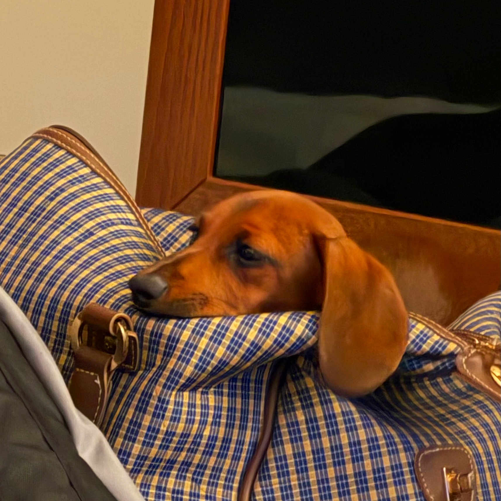 Stella