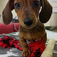 Tank is registered to the contest to win money with this photo: puppy, dog, dachshund, pet, animal, close_up, toy, rope_toy, bone, blanket, indoor, floor, cute, brown, fur, ears, eyes, nose, pet_toy, looking_at_camera