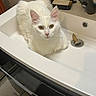 Yoshi participe au concours pour gagner de l'argent avec cette photo : cat, white_cat, sink, bathroom, faucet, soap, pet, animal, curious, fur, domestic_cat, resting, indoor, clean, golden_eyes, close_up, cute, whiskers, pink_nose, relaxed