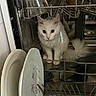 Yoshi participe au concours pour gagner de l'argent avec cette photo : cat, white_cat, dishwasher, plates, kitchen, curious, clean, metal, utensils, indoor, pet, animal, feline, household, appliance, ears, tail, sitting, looking, closeup