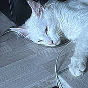 Yoshi a rejoint le concours — aidez-le/la à gagner de superbes lots ! cat, white_cat, pet, animal, fur, relaxing, lying_down, floor, wooden_floor, indoors, close_up, whiskers, ear, paw, sleepy, domestic_cat, cable, resting, quiet, calm