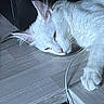 cat, white_cat, pet, animal, fur, relaxing, lying_down, floor, wooden_floor, indoors, close_up, whiskers, ear, paw, sleepy, domestic_cat, cable, resting, quiet, calm