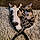 Jasper And Chase
