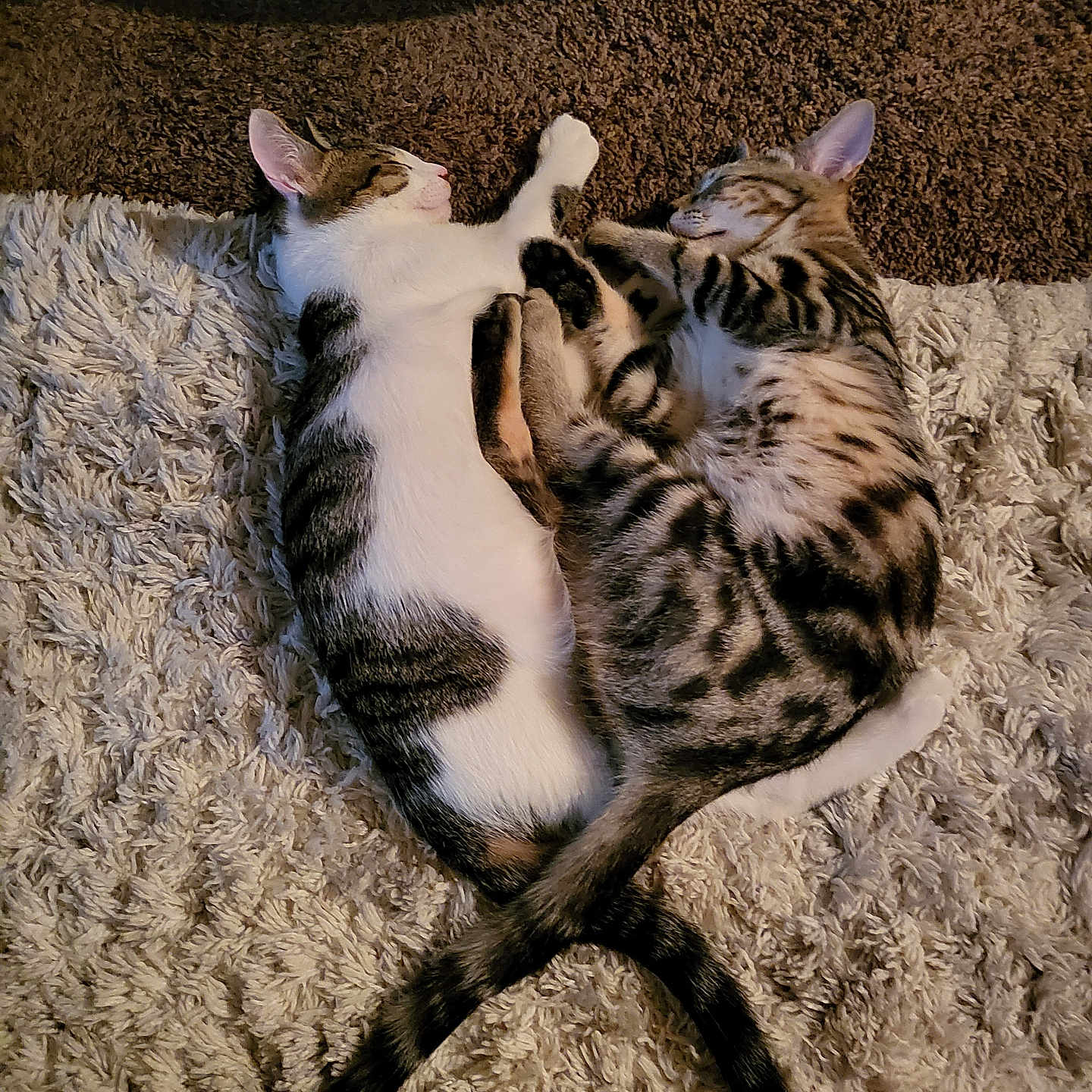 Jasper And Chase is registered to the contest to win money with this photo: animal_bond, brown_fur, carpet, cat, cozy, cute, domestic_animal, feline, fur, indoor, pets, relaxation, resting, sleeping, striped, tabby, tail, texture, two_animals, white_fur