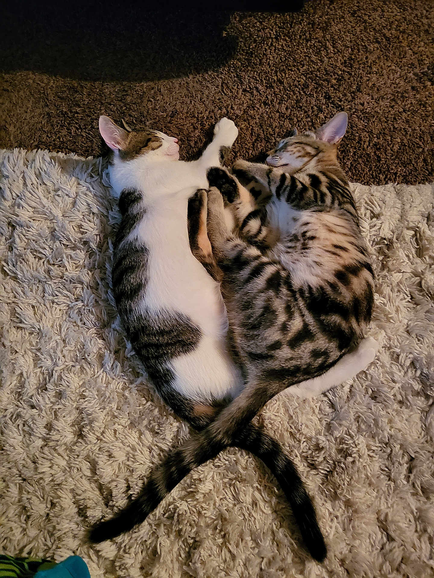 Jasper And Chase is registered to the contest to win money with this photo: animal_bond, brown_fur, carpet, cat, cozy, cute, domestic_animal, feline, fur, indoor, pets, relaxation, resting, sleeping, striped, tabby, tail, texture, two_animals, white_fur