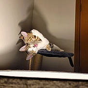 Case And Jasper is registered to the contest to win money with this photo: animal, cat, claws, curious, cute, door, ears, expression, fur, furniture, household, indoor, pet, playful, resting, scratching_post, shadow, tabby, whiskers, young_cat