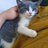 Ruby joined the competition — help win amazing prizes! abyssinian, animal, armchair, blanket, cat, chair, clothing, couch, furniture, kitten, manx, pants, person, pet, quilt, siamese, sleeping