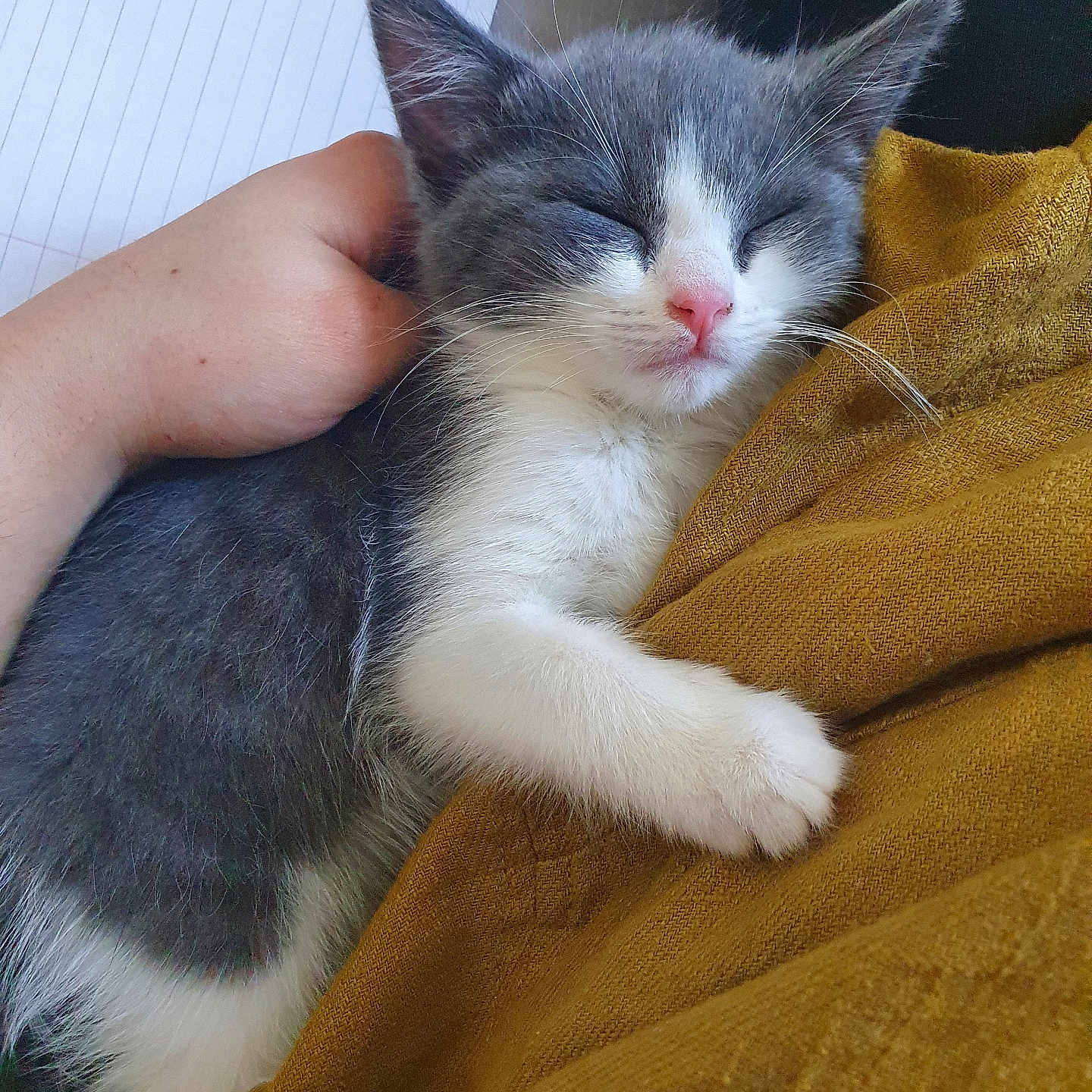 Ruby joined the competition — help win amazing prizes! abyssinian, animal, armchair, blanket, cat, chair, clothing, couch, furniture, kitten, manx, pants, person, pet, quilt, siamese, sleeping