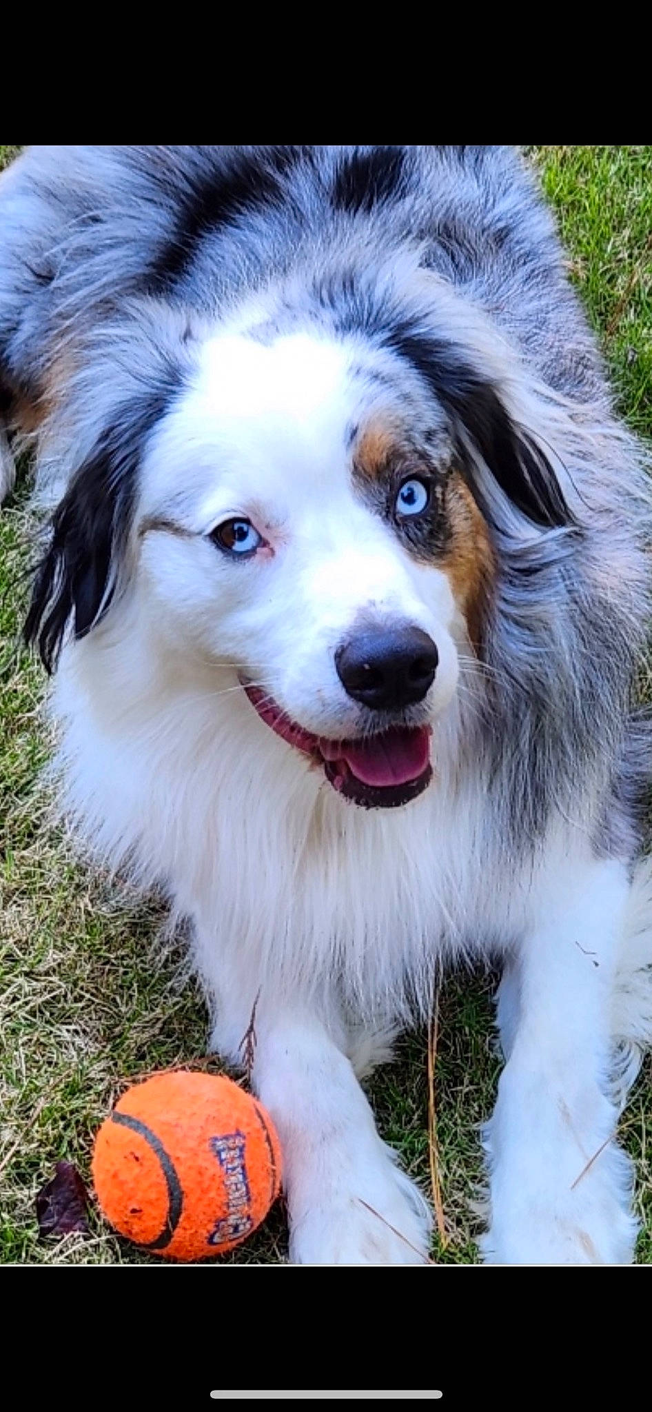 Theo joined the competition — help win amazing prizes! ancient_dog_breeds, ball, carnivore, companion_dog, dog, dog_breed, fur, grass, photography, plant, snout, sporting_group, sports_equipment, terrestrial_animal, whiskers, working_dog