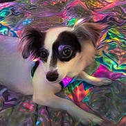 Angel joined the competition — help win amazing prizes! dog, small_dog, black_and_white, lying_down, colorful_background, iridescent, fabric, bed, pet, cute, animal, indoors, fur, ears, eyes, portrait, relaxed, companion, domestic_animal, cozy