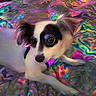 dog, small_dog, black_and_white, lying_down, colorful_background, iridescent, fabric, bed, pet, cute, animal, indoors, fur, ears, eyes, portrait, relaxed, companion, domestic_animal, cozy