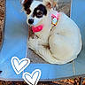 Angel joined the competition — help win amazing prizes! dog, small_dog, white_dog, black_markings, pink_collar, outdoor_chair, blue_chair, mesh_chair, curled_up, alert, grass, dry_leaves, ground, pet, animal, cute, collar, heart_doodles, resting, outdoor