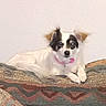 Angel is registered to the contest to win money with this photo: dog, small_dog, white_dog, black_patches, brown_patches, collar, pink_collar, couch, patterned_couch, indoor, pet, animal, lying_down, fur, ears, face, paw, resting, looking_at_camera, domestic_animal