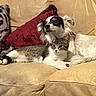 Piper Mae joined the competition — help win amazing prizes! animal, beige, cat, companion, couch, cozy, dog, domestic, friendship, furniture, indoor, pet, pillow, red_pillow, relaxing, resting, small_dog, snuggling, tabby_cat, tiger_pillow