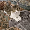 Piper Mae joined the competition — help win amazing prizes! animal, cat, couch, cozy, curious, domestic_animal, ears, feline, fur, home, indoor, looking_at_camera, patterned_fabric, paws, pet, relaxed, resting, tabby_cat, towel, whiskers