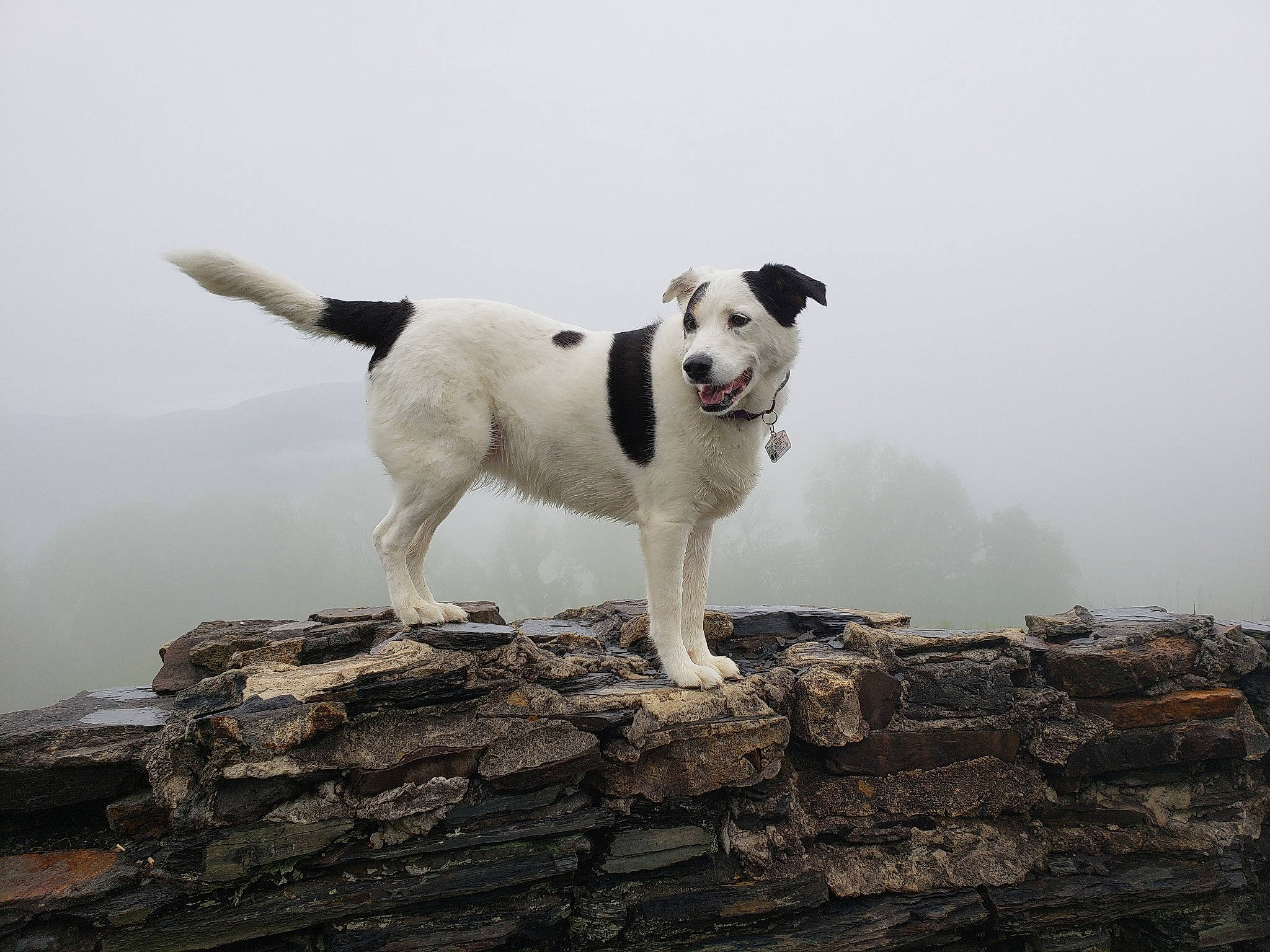 Jazzy Abate joined the competition — help win amazing prizes! ancient_dog_breeds, canidae, carnivore, cloud, companion_dog, dog, dog_breed, fog, mist, rock, sky, sporting_group, tail, terrier, working_animal, working_dog