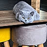 Brooklyn a rejoint le concours — aidez-le/la à gagner de superbes lots ! animal, cat, cozy, eyes, feline, floor, fur, grey_cat, grey_stool, home, indoor, looking, pet, quiet, relaxed, resting, stool, table, wooden_table, yellow_stool