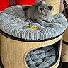 Brooklyn participe au concours pour gagner de l'argent avec cette photo : kitten, cat, cat_tree, scratching_post, plush, gray_cat, pet, indoor, furniture, cute, tongue_out, small_animal, cozy, playful, red_bucket, texture, resting, animal, home, soft