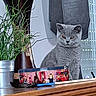Brooklyn a rejoint le concours — aidez-le/la à gagner de superbes lots ! blinds, cat, closeup, cozy, curious, decorative_tin, domestic_animal, feline, furniture, gray_cat, gray_cloth, houseplant, indoor, metal_pot, pet, plant, sitting, tabletop, window, wooden_surface