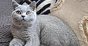 Brooklyn participe au concours pour gagner de l'argent avec cette photo : animal, cat, comfortable, couch, cozy, curious, cute, feline, fur, gray_cat, home, indoor, orange_eyes, pet, pillow, relaxing, resting, soft, texture, whiskers