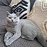 cat, gray_cat, pet, feline, animal, couch, pillow, cozy, indoor, relaxing, fur, whiskers, orange_eyes, texture, home, comfortable, resting, cute, curious, soft