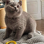 Brooklyn participe au concours pour gagner de l'argent avec cette photo : kitten, gray_cat, pet, indoor, curious, feline, scratching_post, toy, yellow_ring, blanket, cozy, playful, animal, cute, young_cat, domestic_cat, fur, whiskers, ears, floor