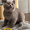 kitten, gray_cat, pet, indoor, curious, feline, scratching_post, toy, yellow_ring, blanket, cozy, playful, animal, cute, young_cat, domestic_cat, fur, whiskers, ears, floor