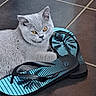 Brooklyn a rejoint le concours — aidez-le/la à gagner de superbes lots ! amber_eyes, animal, blue_flip_flops, cat, cozy, cute, domestic_animal, flip_flops, floor_tiles, footwear, furry, gray_cat, indoor, palm_tree_pattern, paw, pet, relaxed, resting, summer, tiled_floor