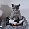Brooklyn participe au concours pour gagner de l'argent avec cette photo : animal, bird_toy, cat, cat_bed, cozy, cute, ears, feline, fish_toy, fur, gray_cat, indoor, kitten, pet, playful, plush_toy, resting, shadow, sitting, whiskers