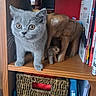 animal, basket, books, curious, cute, decor, domestic_cat, feline, figurine, furniture, gray_cat, indoors, kitten, pet, portrait, shelf, small_cat, wide_eyes, wooden_elephant, wooden_shelf