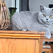 Brooklyn a rejoint le concours — aidez-le/la à gagner de superbes lots ! amber_eyes, animal, basket, british_shorthair, cat, cozy, curtains, cute, decoration, domestic, feline, furniture, gray_cat, home, indoor, living_room, pet, relaxed, table, wooden_table