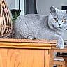 amber_eyes, animal, basket, british_shorthair, cat, cozy, curtains, cute, decoration, domestic, feline, furniture, gray_cat, home, indoor, living_room, pet, relaxed, table, wooden_table