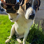 Bruno joined the competition — help win amazing prizes! dog, paw, close_up, portrait, outdoors, grass, sunny, pet, canine, nose, eyes, sitting, paw_up, blurred_background, shallow_depth_of_field, large_breed, house_wall, daylight, attention, cute