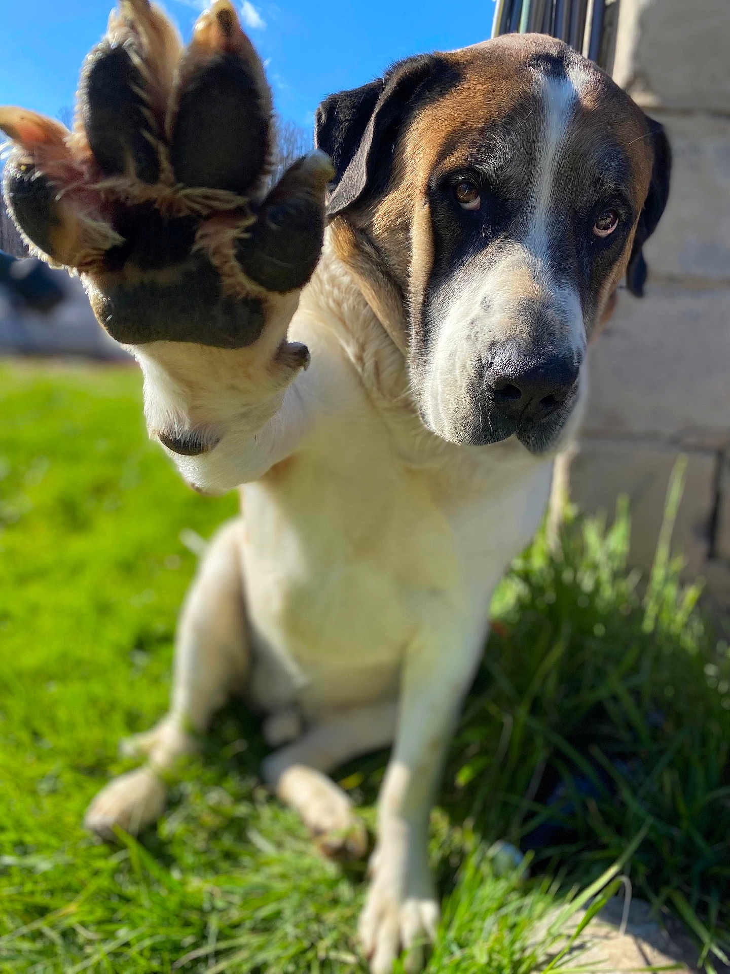 Bruno joined the competition — help win amazing prizes! dog, paw, close_up, portrait, outdoors, grass, sunny, pet, canine, nose, eyes, sitting, paw_up, blurred_background, shallow_depth_of_field, large_breed, house_wall, daylight, attention, cute