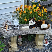 Bee is registered to the contest to win money with this photo: animal, bench, birdcage, calico_cat, cat, decorative, flower_bed, foliage, garden, garden_gnome, nature, outdoor, pet, plants, relaxing, resting, rocks, stone_bench, summer, yellow_flowers