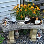 animal, bench, birdcage, calico_cat, cat, decorative, flower_bed, foliage, garden, garden_gnome, nature, outdoor, pet, plants, relaxing, resting, rocks, stone_bench, summer, yellow_flowers