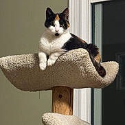 Bee is registered to the contest to win money with this photo: cat, calico_cat, pet, indoor, cat_tree, carpeted_perch, feline, animal, resting, looking, window, wooden_post, fur, domestic, cozy, household, quiet, calm, portrait, mammal