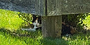 Bee joined the competition — help win amazing prizes! cat, calico_cat, grass, wooden_fence, fence_post, bushes, outdoor, sunlight, shadow, nature, animal, pet, resting, greenery, daylight, quiet, garden, shady, curious, hidden