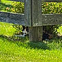 cat, calico_cat, grass, wooden_fence, fence_post, bushes, outdoor, sunlight, shadow, nature, animal, pet, resting, greenery, daylight, quiet, garden, shady, curious, hidden