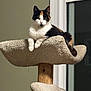 Bee is registered to the contest to win money with this photo: cat, calico, cat_tree, carpeted, indoor, pet, feline, lounge, window, wood, neutral_wall, animal, domestic, cute, resting, looking, ears, whiskers, tail, paws