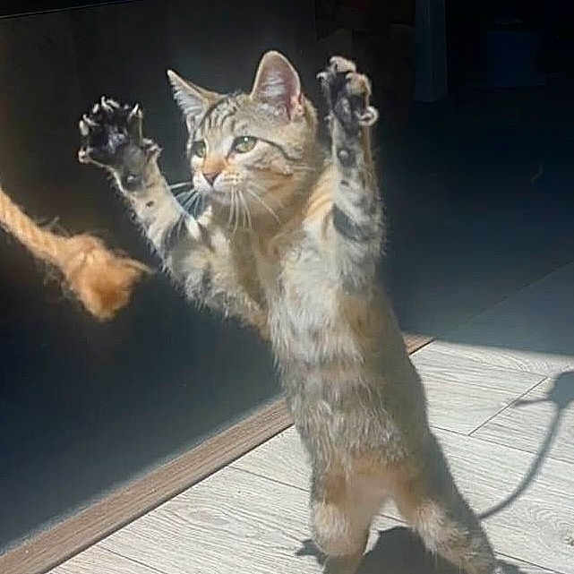Athena participe au concours pour gagner de l'argent avec cette photo : active, cat, curious, ears, feline, floor, focused, home, indoor, light, paws, pet, playing, rope, shadow, standing, sunlight, tabby, toy, whiskers