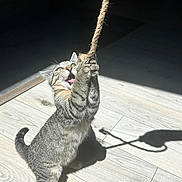 Athena participe au concours pour gagner de l'argent avec cette photo : kitten, cat, tabby, playing, rope, toy, indoor, wooden_floor, shadow, light, pet, cute, animal, feline, young, active, whiskers, claws, playful, curious